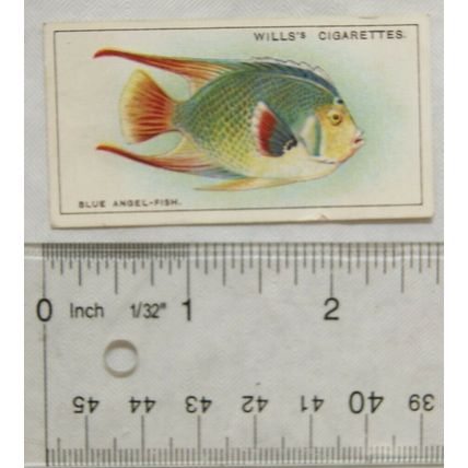 1928 Wills Wonders of the Sea No. 7 The Blue Angel-fish