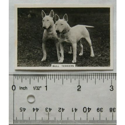 1939 Senior Service Dogs No. 15 Bull Terriers