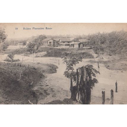 Indian Rubber Plantation Estate Old Postcard