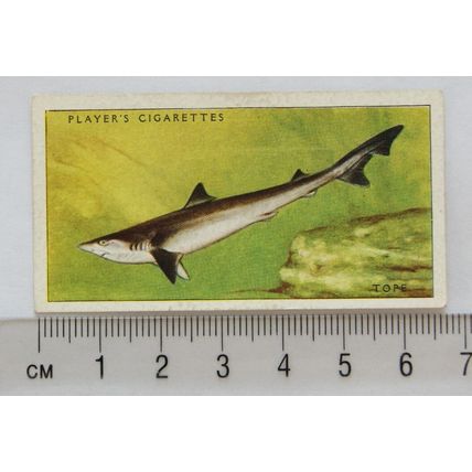 1935 Players Sea Fishes No. 5 Tope