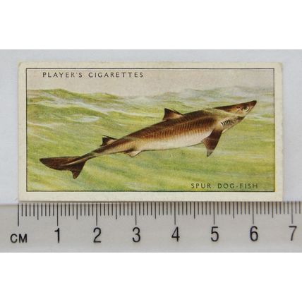 1935 Players Sea Fishes No. 6 Spur Dog-Fish