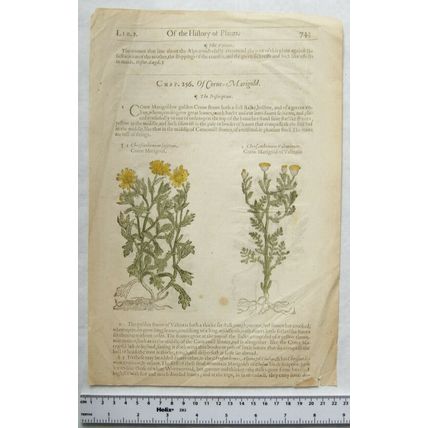 Vintage: coloured engraving & text Corn Marigold, Alpine Marigold