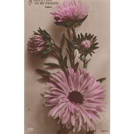 A Greeting To My Friend Aster Greek Name Antique WW1 Postcard