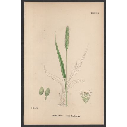 GREEN BRISTLE-GRASS 1872 John Edward Sowerby PLANT PRINT