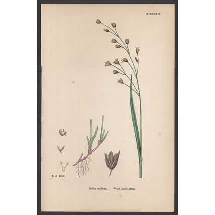 WOOD MELIC-GRASS 1872 John Edward Sowerby PLANT PRINT