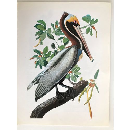 Vintage Audubon BROWN PELICAN Bird Print Poster Natural History wall animal art