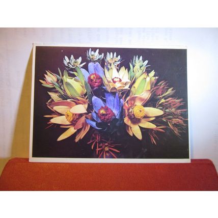 LEUCODENDRON FLOWER OF SOUTH AFRICA used postcard 1982 pm =