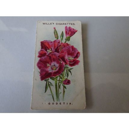 1913 Wills's Cigarettes Old English Garden Flowers Card # 38 Godetia Good (2)