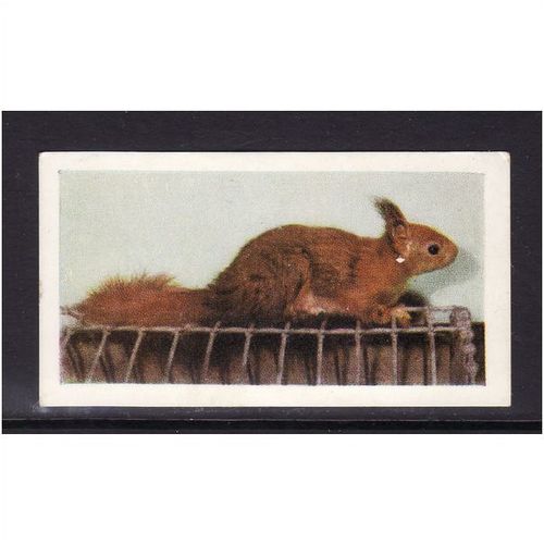 HORNIMANS PETS SQUIRREL No 14 Mint