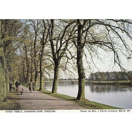 Walking Dogs on River Ribble Avenham Park Preston Lancashire Vintage Postcard