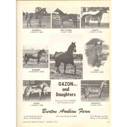 burton arabian farm 1972 gazon daughters gazonell gazita vintage ad
