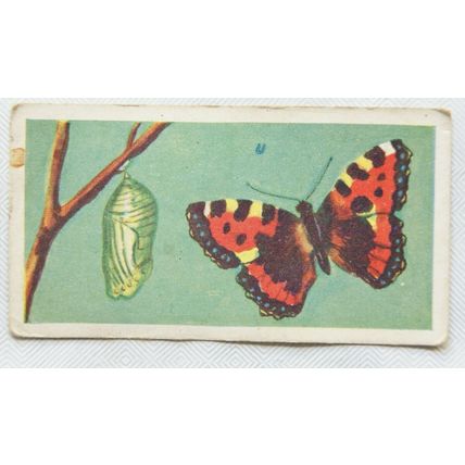 Charter Tea Card Strange but True No. 7 Ugliness to Beauty