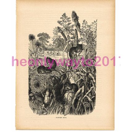 Harvest Mice, Victorian Natural History Book Illustration, 1896