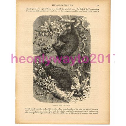 Mexican Tree Porcupine, Victorian Natural History Book Illustration, 1896