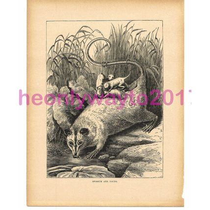 Opossum and Young, Victorian Natural History Book Illustration, 1896