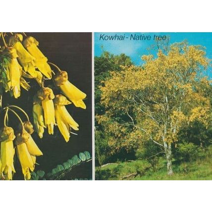 Kowhai Native Tree National Flower New Zealand Postcard