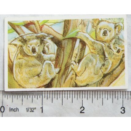Brooke Bond Going Wild No. 25 Koala, Wildlife Survival Challenge