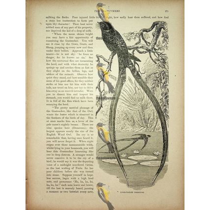 Lyre-Tailed Nightjar, Natural History Book Illustration, 1896