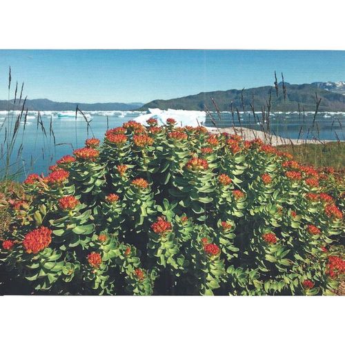 BET.G528: Rhodiola rosea, South Greenland