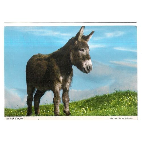 A YOUNG DONKEY unused postcard by John Hinde.. #