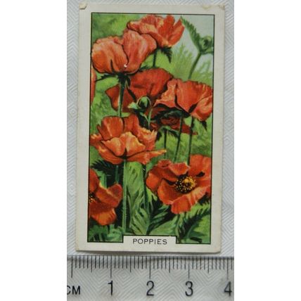 1938 Gallaher's Garden flowers No. 34 Poppies