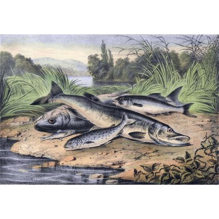 RIVER FISH 1890 Salmon, Pike, Barbel, Trout, Gudgeon VICTORIAN LITHOGRAPH