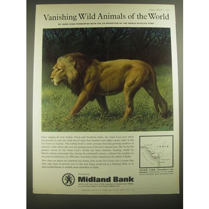 1967 Midland Bank Advertisement - Asian Lion - Vanishing Wild Animals