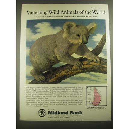 1967 Midland Bank Advertisement - Koala - Vanishing Wild Animals of the World