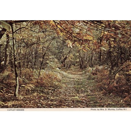Cuffley Trees Woods Forest Hertfordshire 1980s Postcard
