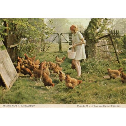 Farming Lady at Langleybury Feeding The Farm Hens Hertfordshire Postcard