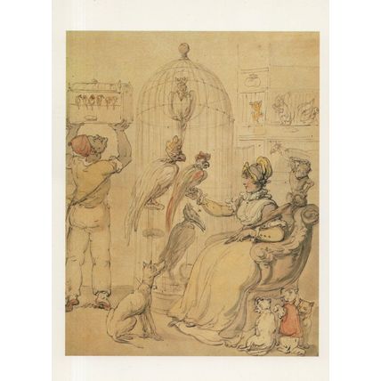 Thomas Rowlandson A Lady Surrounded By Her Pets Budgie Painting Postcard