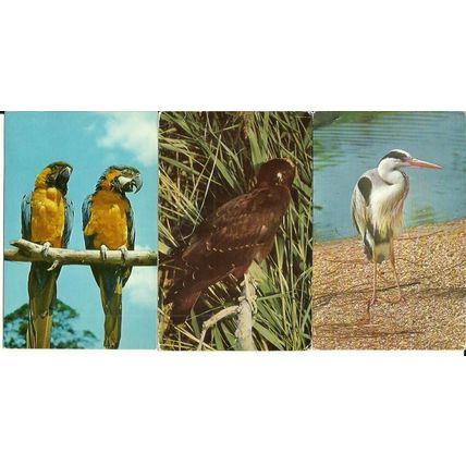 Animals BIRDS 16 Postcards by J. Salmon