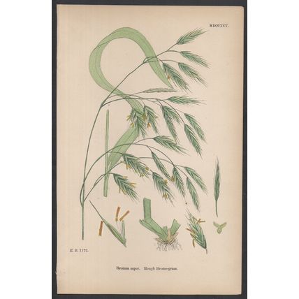 ROUGH BROME-GRASS 1872 John Edward Sowerby PLANT PRINT