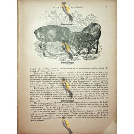 Barbary Wild Sheep (Ammon On Reverse), Natural History Book Illustration, 1896
