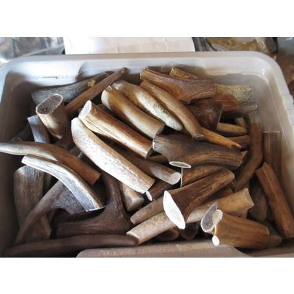 ANTLER CHEWS 3"X 3 PACK FOR THE TOY SIZE DOG OR SMALL PUP