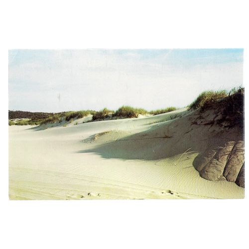 SAND DUNES, CAPE COD, MASSACHUSETTS, USA unused vintage postcard =