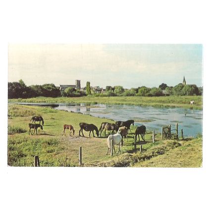 NEW FOREST PONIES, used vintage postcard 1975 postmark RIVER =
