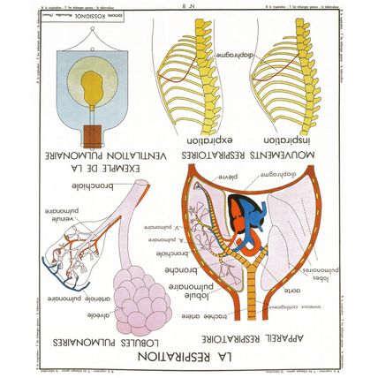 The Lungs Respiration Respiratory System Old School Wall Chart Postcard