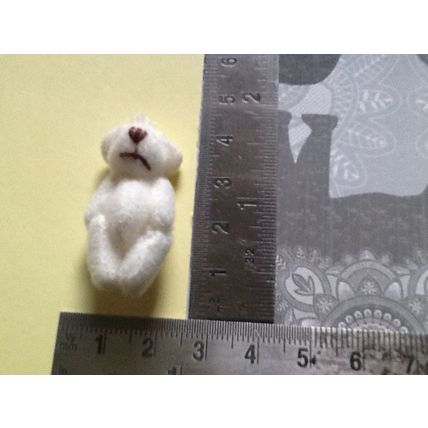 Creamy White Teddy - Miniature