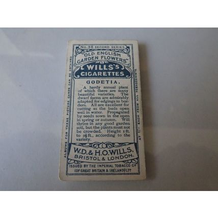 1913 Wills's Cigarettes Old English Garden Flowers Card # 38 Godetia Good (2)