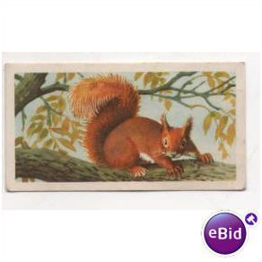 1958 Brooke Bond Tea Ltd. Tea card British Wild Life No.20 Red Squirrel