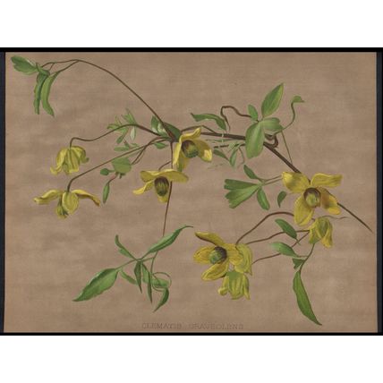 WILD CLEMATISES 1894 A.F. Hayward - Guillaume Severeyns CHROMOLITHOGRAPH