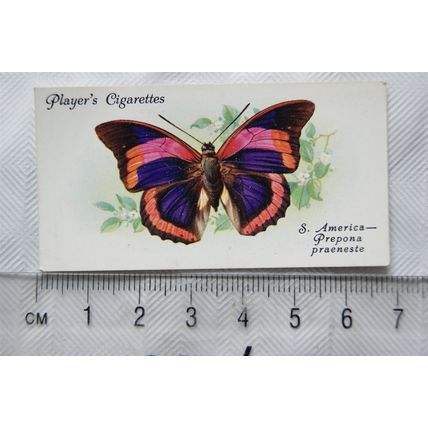 1932 John Player & Sons Butterflies No. 42 South America, Prepona praeneste