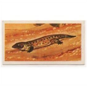 1972 Brooke Bond Tea card Prehistoric Animals Card no.6 Seymouria