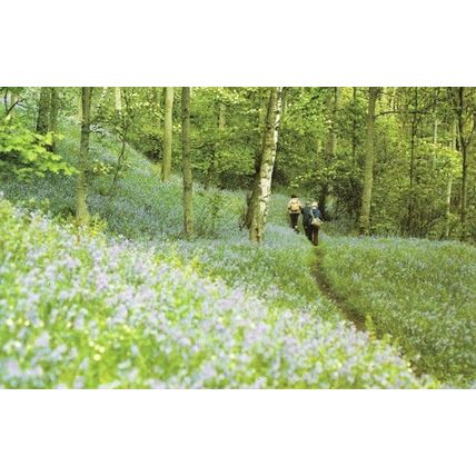 River Lune Bluebells Cumbria Lancashire Postcard