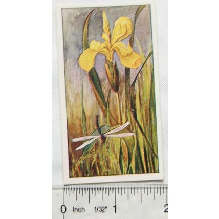 Vintage: Dutch card Jac. P. Thijsse, Lente No. 118 Lisch