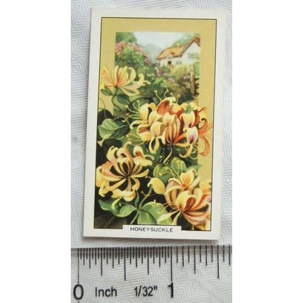 1939 Gallaher's Wild flowers No. 16 Honeysuckle