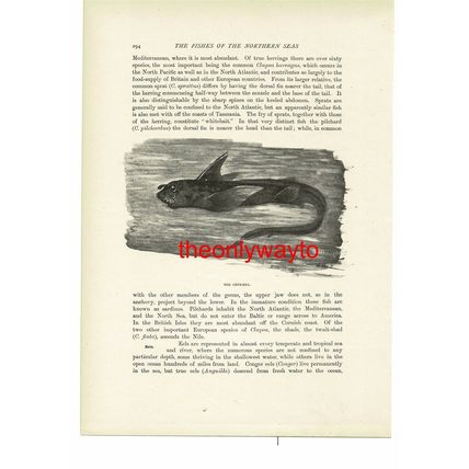 Chimaera, Animal Book Illustration (Print), c1916