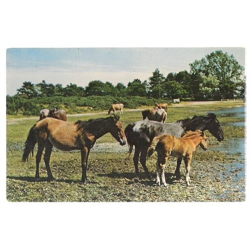 NEW FOREST PONIES at BEAULIEU, Hampshire unused vintage postcard by Jarrold