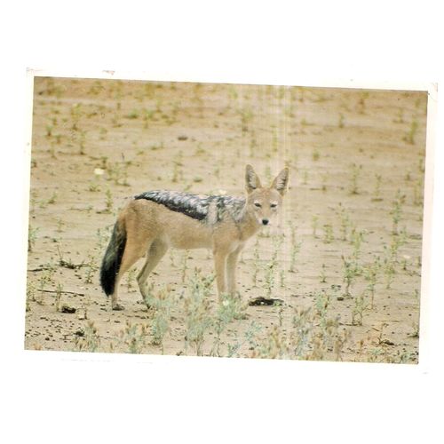JACKAL, KRUGER NATIONAL PARK, SOUTH AFRICA used postcard 1978 postmark =